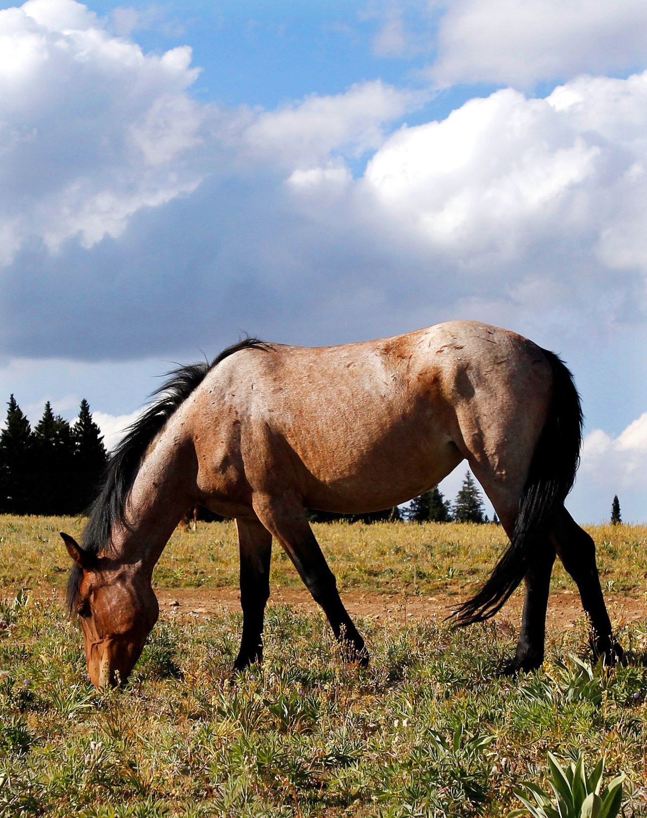 Many horses
